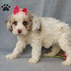 Lauren, Cockapoo Puppy