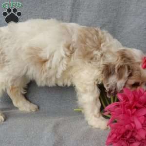 Lauren, Cockapoo Puppy