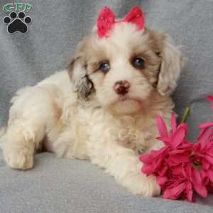 Lauren, Cockapoo Puppy