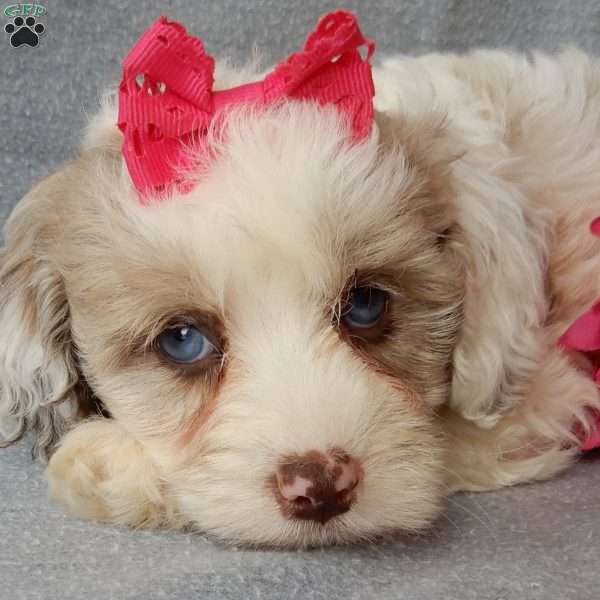 Lauren, Cockapoo Puppy