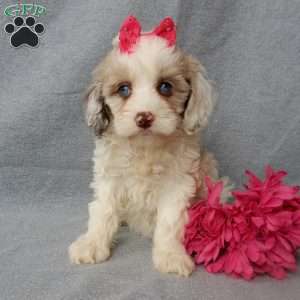 Lauren, Cockapoo Puppy