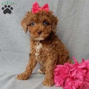 Betsie, Cockapoo Puppy