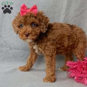 Betsie, Cockapoo Puppy