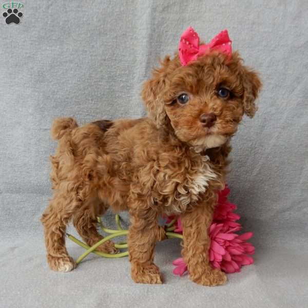 Betsie, Cockapoo Puppy