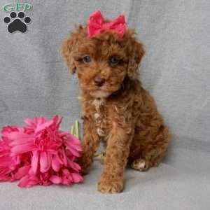 Betsie, Cockapoo Puppy