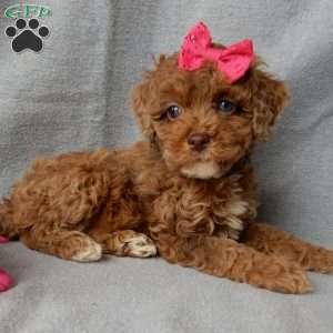 Betsie, Cockapoo Puppy