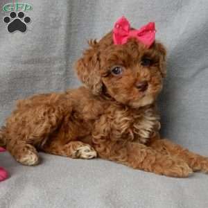 Betsie, Cockapoo Puppy