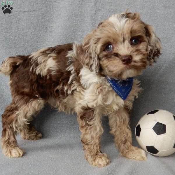 Charlie, Cockapoo Puppy