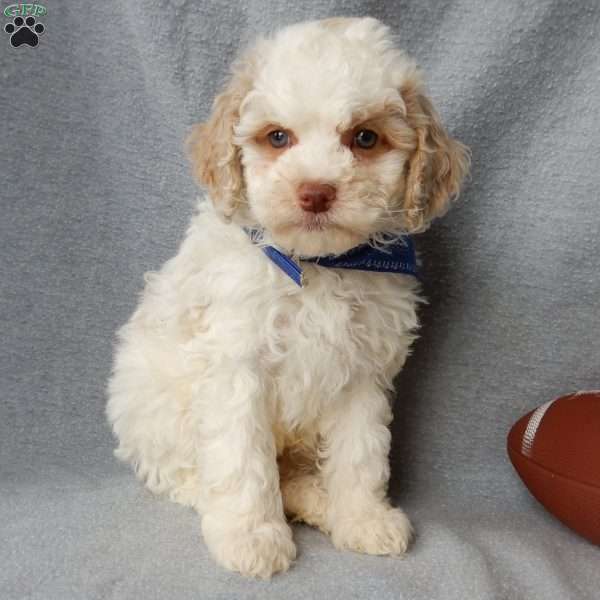 Mickey, Cockapoo Puppy