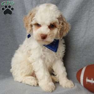 Mickey, Cockapoo Puppy