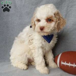 Mickey, Cockapoo Puppy