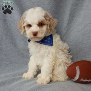 Mickey, Cockapoo Puppy
