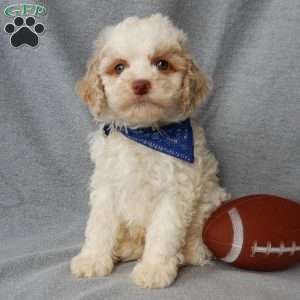 Mickey, Cockapoo Puppy