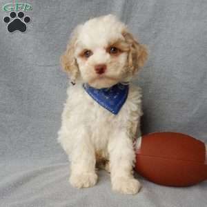 Mickey, Cockapoo Puppy