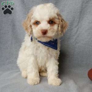 Mickey, Cockapoo Puppy