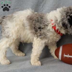 Atlas, Cockapoo Puppy