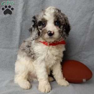 Atlas, Cockapoo Puppy