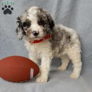 Atlas, Cockapoo Puppy