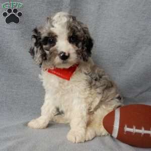 Atlas, Cockapoo Puppy