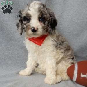 Atlas, Cockapoo Puppy