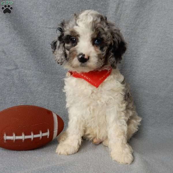 Atlas, Cockapoo Puppy