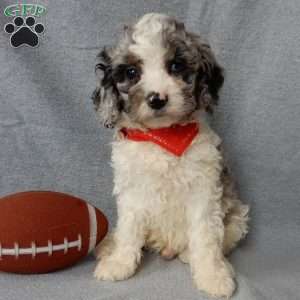 Atlas, Cockapoo Puppy