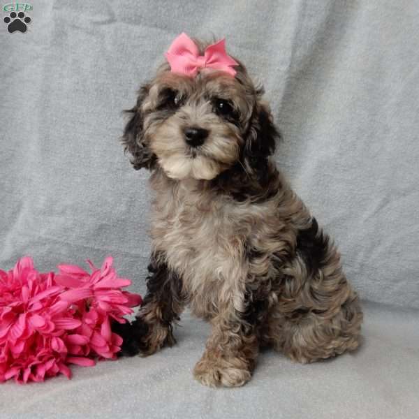 Adele, Cockapoo Puppy