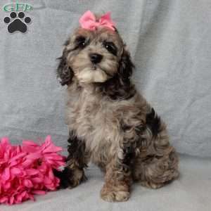 Adele, Cockapoo Puppy