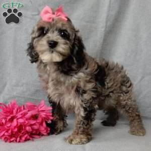 Adele, Cockapoo Puppy