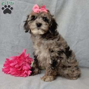 Adele, Cockapoo Puppy