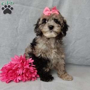 Adele, Cockapoo Puppy