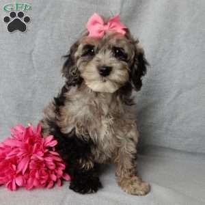 Adele, Cockapoo Puppy