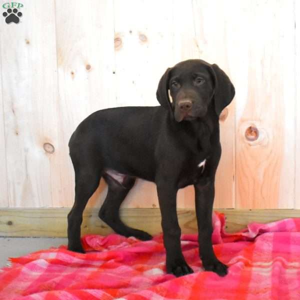 Racer, German Shorthaired Pointer Puppy