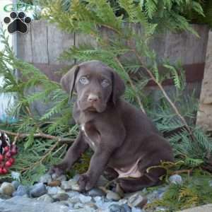 Racer, German Shorthaired Pointer Puppy