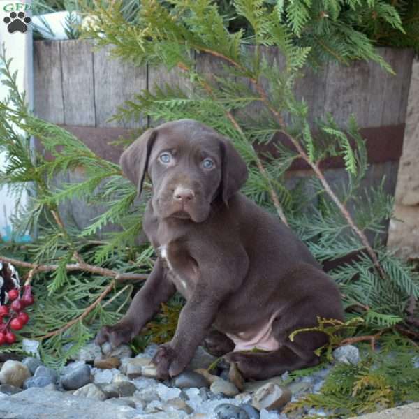 Racer, German Shorthaired Pointer Puppy