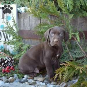 Racer, German Shorthaired Pointer Puppy