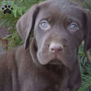 Racer, German Shorthaired Pointer Puppy