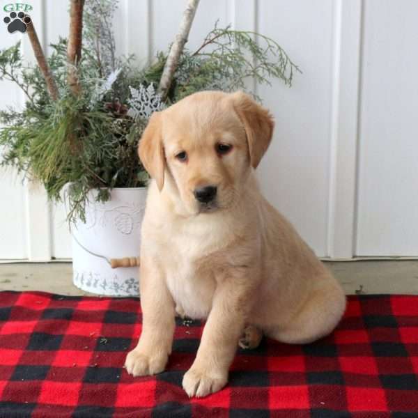 Rachel, Yellow Labrador Retriever Puppy