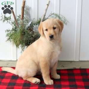Rachel, Yellow Labrador Retriever Puppy