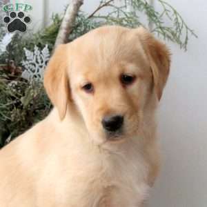 Rachel, Yellow Labrador Retriever Puppy