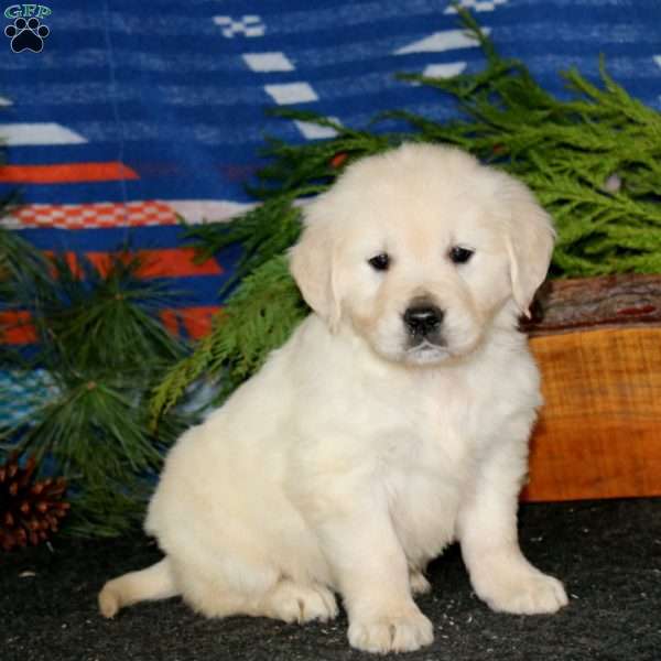 Rachel, English Cream Golden Retriever Puppy