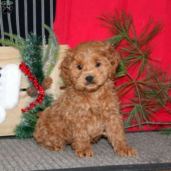 Rachel, Cockapoo Puppy