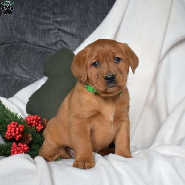 Rain, Fox Red Labrador Retriever Puppy