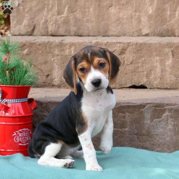 Rain, Beagle Puppy