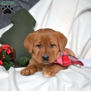 Rain, Fox Red Labrador Retriever Puppy
