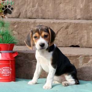 Rain, Beagle Puppy