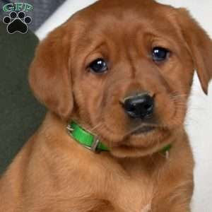 Rain, Fox Red Labrador Retriever Puppy