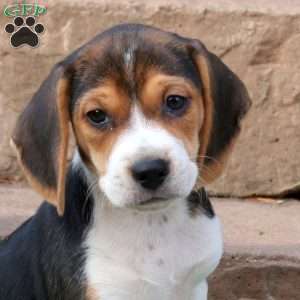 Rain, Beagle Puppy