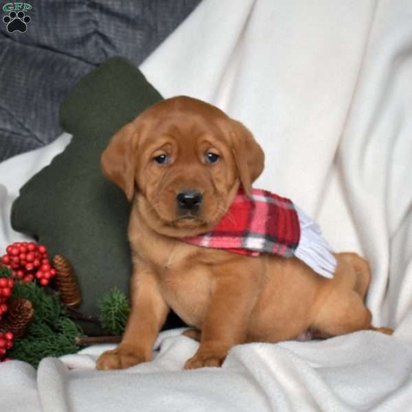 Raisin, Fox Red Labrador Retriever Puppy