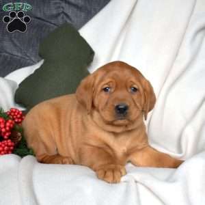 Raisin, Fox Red Labrador Retriever Puppy